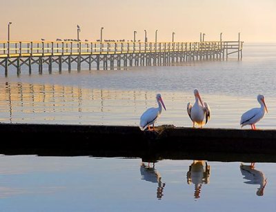 Perched Pelicans 4665-6