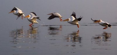 Pelicans Landing 4748