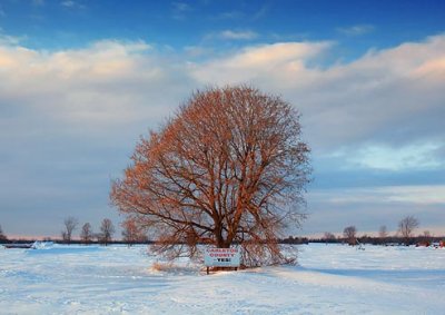Tree In Snowscape 13023