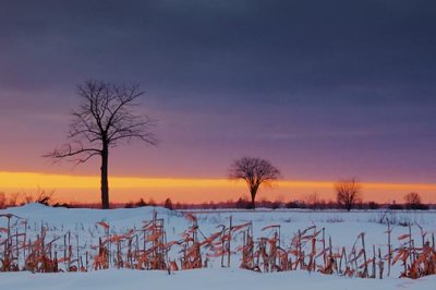 Stark Trees At Sunset 13064