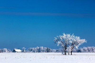 Frosty Trees 13110
