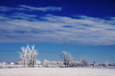 Frosted Landscape 52650