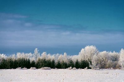 Frosted Landscape 52659