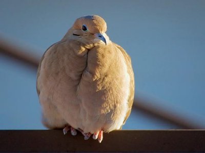 Mourning Dove 20100201