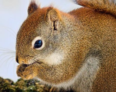 Red Squirrel Closeup 52767