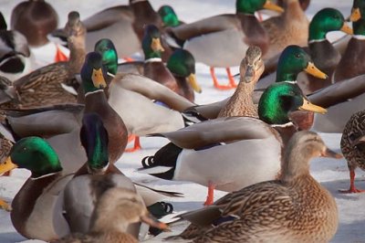 Duck Convention 13814