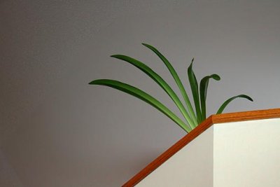 Houseplant 20100213