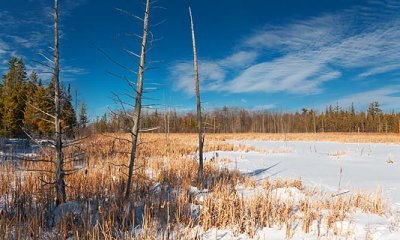 Marsh In Winter 13862-3