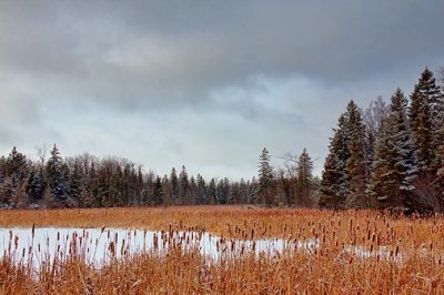 Marsh In Winter 20100218