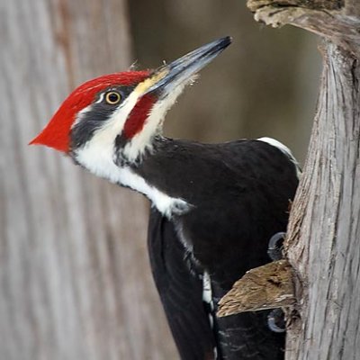 Pileated Woodpecker 20100228