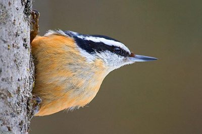 Red-breasted Nuthatch 52825