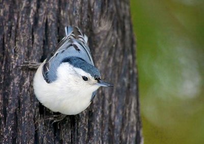 White-breasted Nuthatch 52842