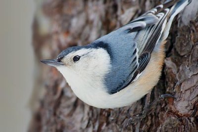 White-breasted Nuthatch 52847