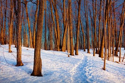 Snowscape At Sunrise 14400