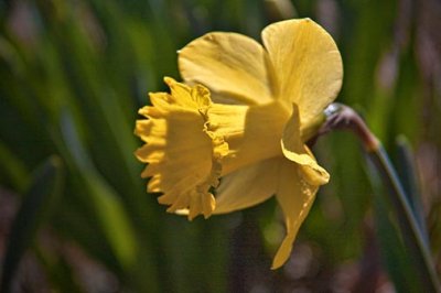 First Daffodil 15758