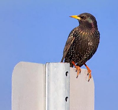 Starling On A Sign 52987