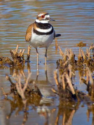 Killdeer 53049