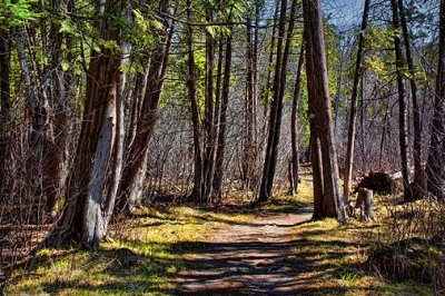 Jack Pine Trail 15774