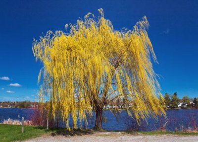 Spring Willow 15882