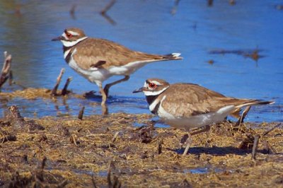 Two Killdeer 53042