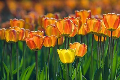 Orange Tulips 53223