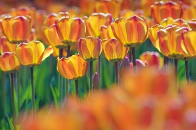 Orange Tulips 53220