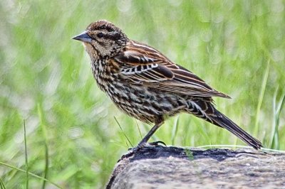 Red-winged Blackbird 53264