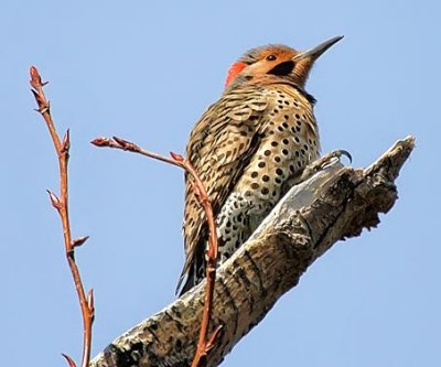 Flicker Out On A Limb 20100429