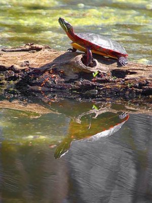 Turtle On A Log 53355