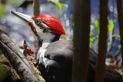 Woodpecker On The Ground 53382