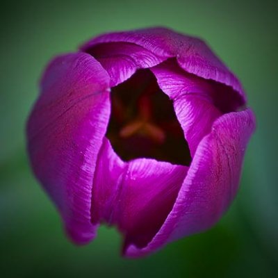 Purple Tulip Top 20100430