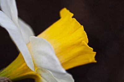 Daffodil Profile 53400