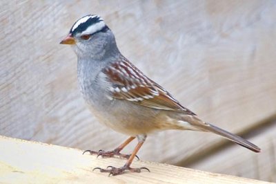 White-crowned Sparrow 20100501