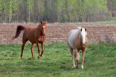 Friendly Horses 16038
