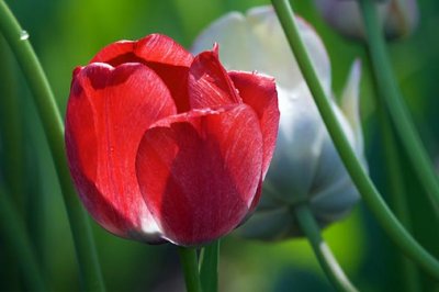 Red Tulip 53512