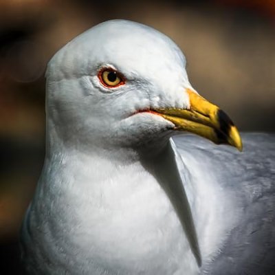 Gull Closeup 20100508