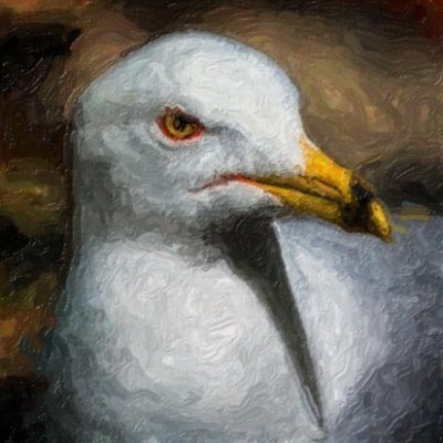 Gull Closeup 53573 Art