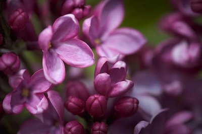 Lilac Closeup 53652