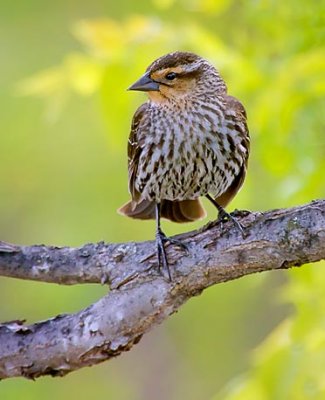 Red-winged Blackbird 53731