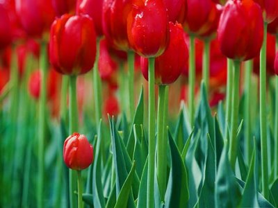 Red Tulips 53480