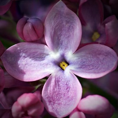 Lilac Closeup 20100514