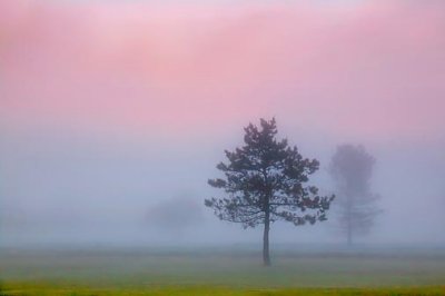 Trees In Sunrise Fog 17235