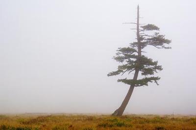 Curved Tree in Fog