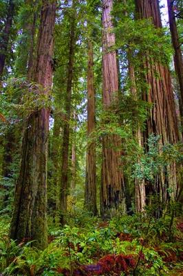 Coast Redwoods3