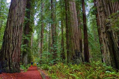 Coast Redwoods2