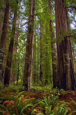 Coast Redwoods4