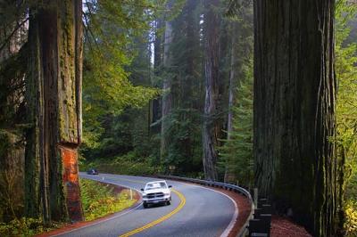 Road in the Redwoods