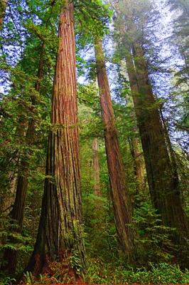 Coast Redwoods6