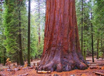 g3/75/47975/3/53109792.GiantSequoia_22822.jpg