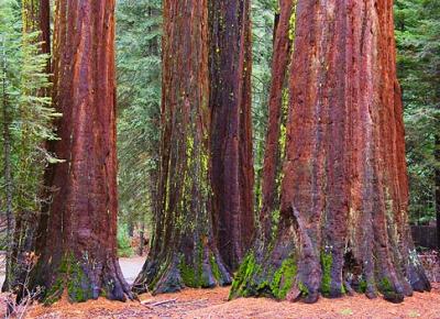 Giant Sequoias 22826